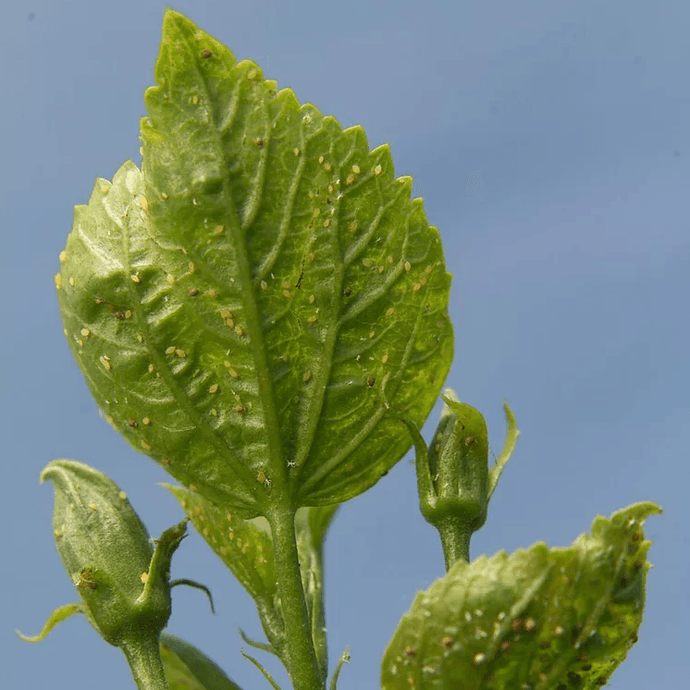 How to Get Rid of Aphids and Protect Your Plants from Infestation