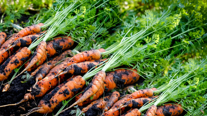 Growing Carrots