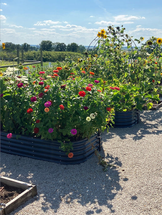 How to Grow Lychees in a Metal Garden Bed