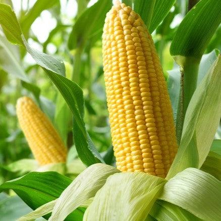 How to Plant Corn: Cultivating Summer's Sweet Delight - Ollegardens