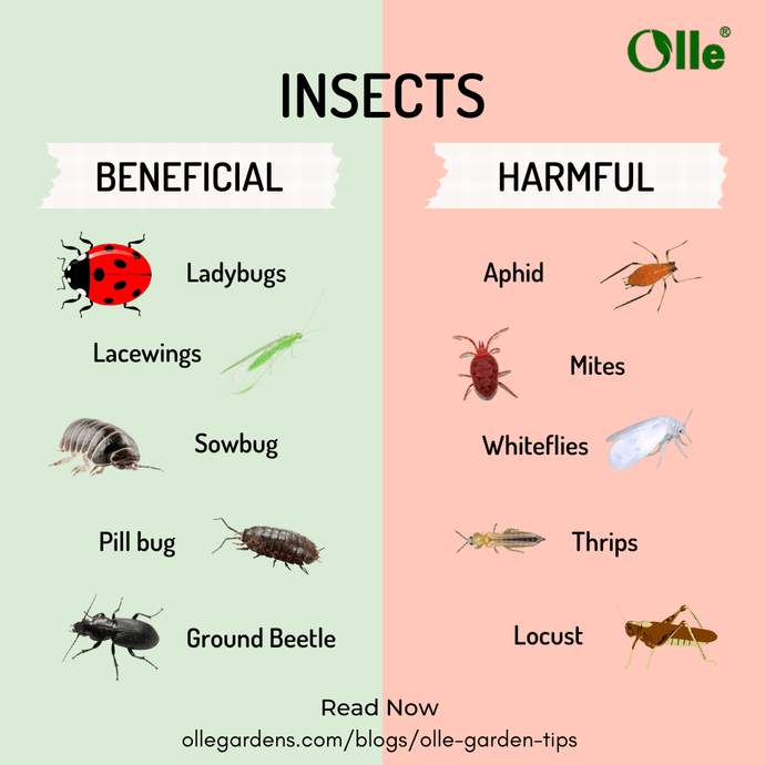 Insects: The Beneficial and The Harmful Insects