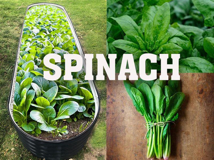 Is spinach easy to grow?
