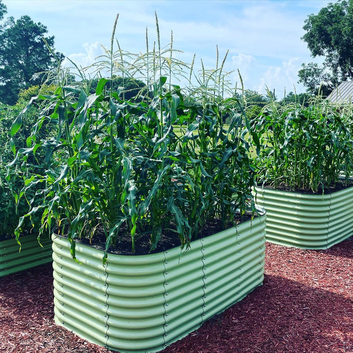 Fight Summer Pests for a Healthy Garden