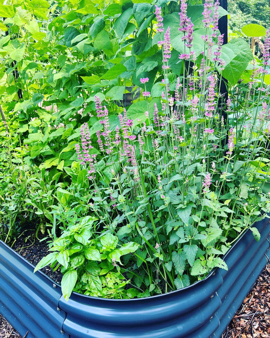 Selecting Drought-Tolerant Plants to Beautify Hot Gardens