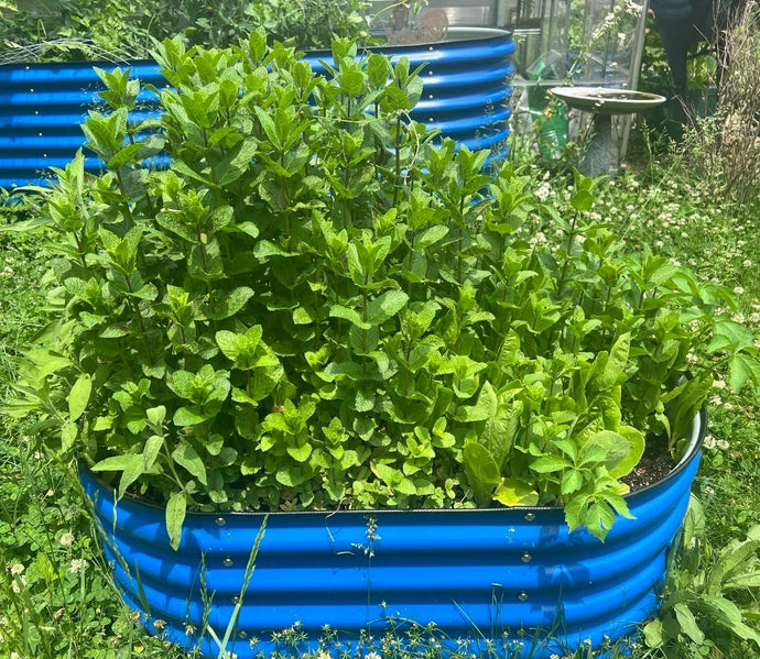Prune Your Herbs Right for a Bountiful Harvest
