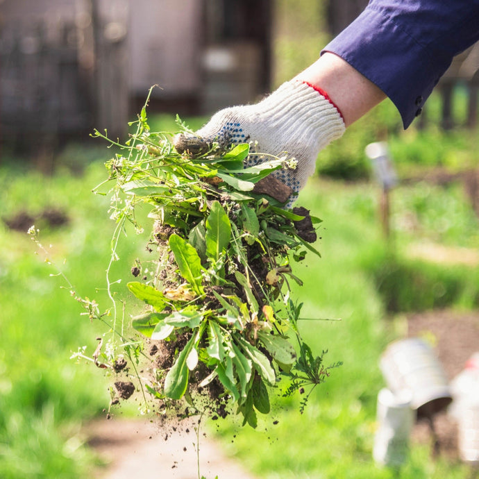 Learn The Basics About The Weed Seed Bank In The Soil