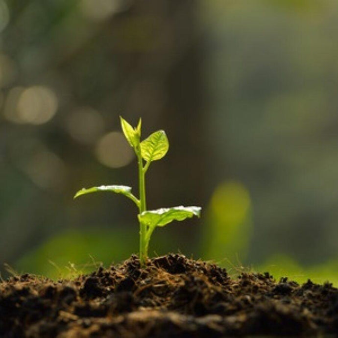 Mastering the Art of Seedling Transplantation