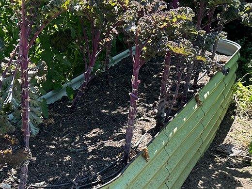 Perfect Vegetables to Grow in October - Ollegardens