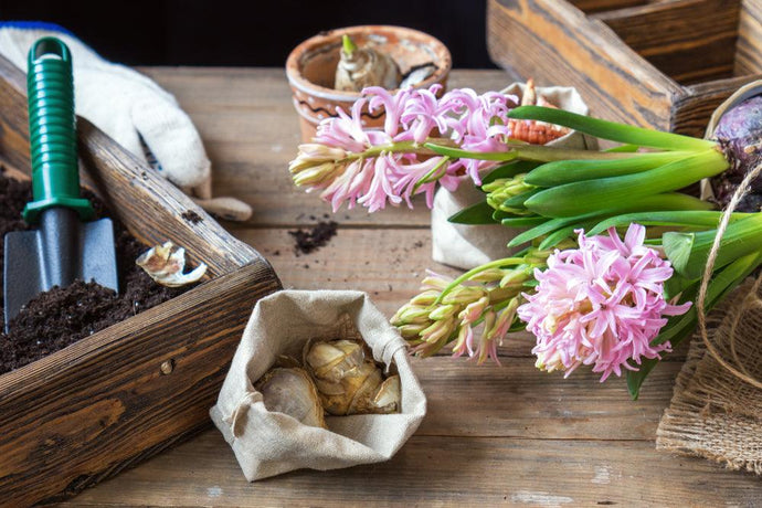 Planting Spring Bulbs in Fall for Spectacular Spring Blooms Next Year