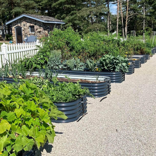 Raising the Sweetest Summer Treat: Growing Watermelons in Raised Beds - Ollegardens
