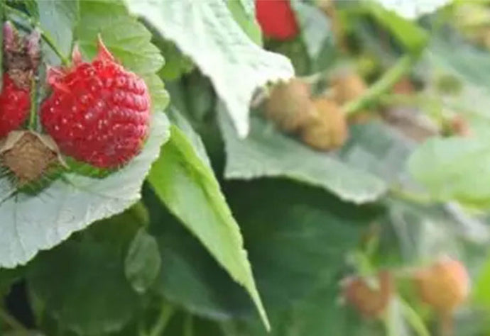 Raspberry Pruning