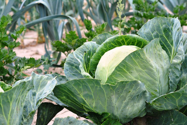 Summer Gardening - Ollegardens