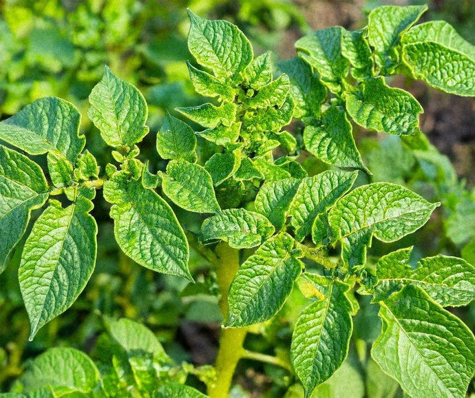 The Potato Leaves: Unveiling the Green Mystery