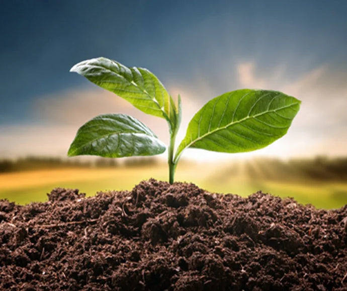 The Root of All Good: How Compost Transforms Your Garden from the Ground Up