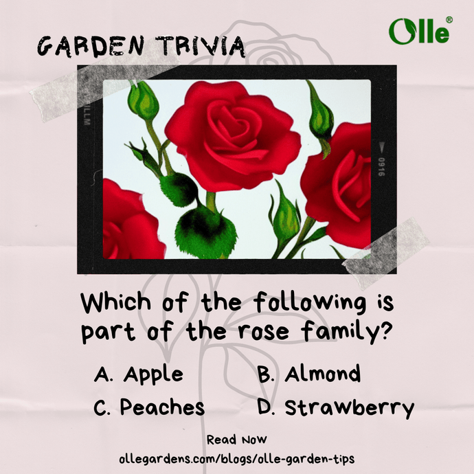 The Rose Family of Fruits and Nuts