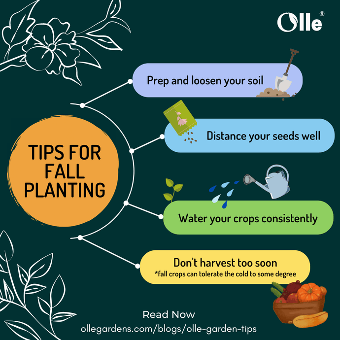 Tips and Tricks for Planting a Fall Garden