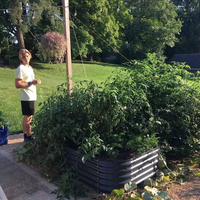 Tips from Olle Garden Bed: Why Is Your Tomato Skin Tough