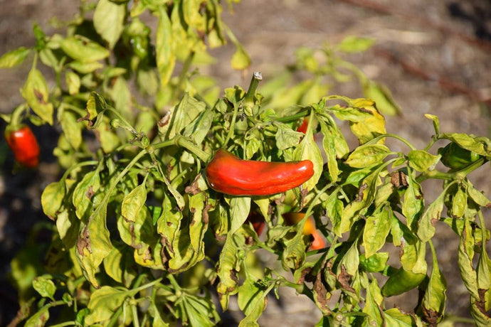 Tips from Olle Garden Bed:How Far Apart Should You Plant Chili Peppers