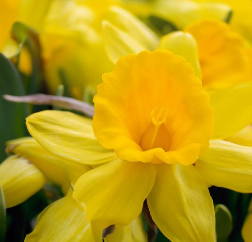 Unlocking the Secrets of Spring Planting for a Blooming Garden