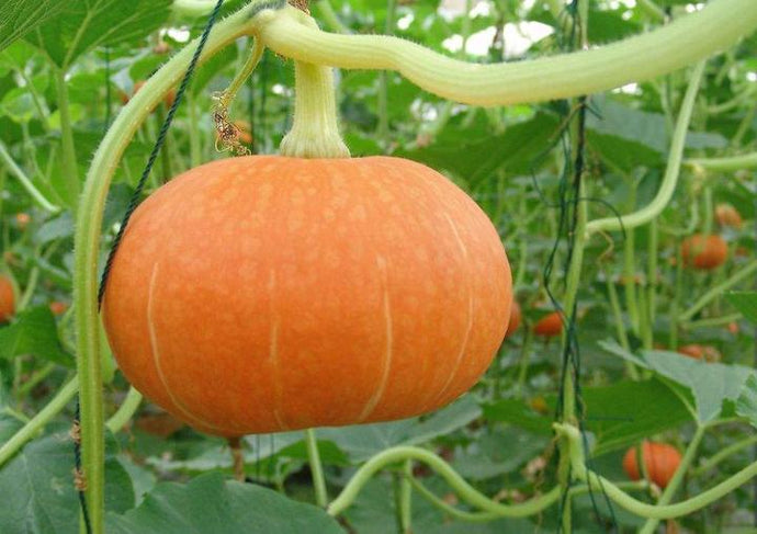 The Art of Pumpkin Pollination: A Guide for Success in Galvanized Raised Garden Beds