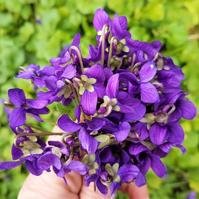 All You Need to Know About Growing Violets