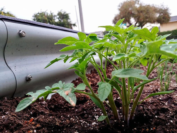 When Should I Plant