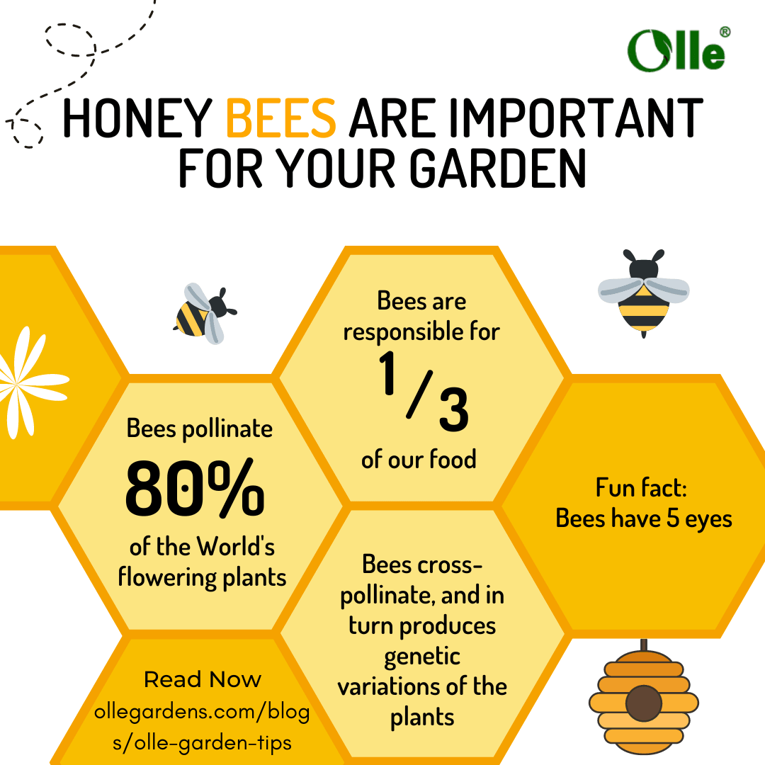 Why are Bees Important for your Garden? – Ollegardens