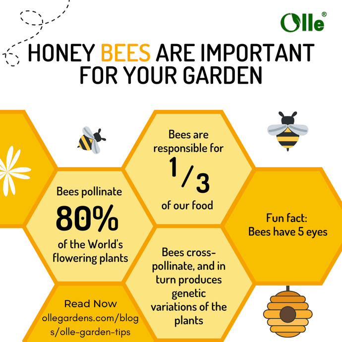 Why are Bees Important for your Garden?