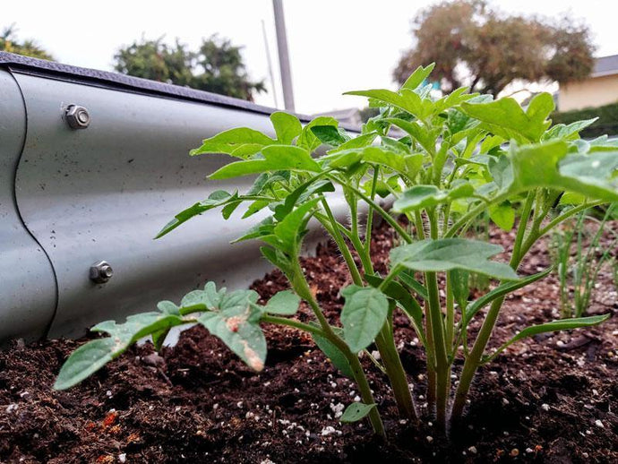 Wisely Watering Your Garden