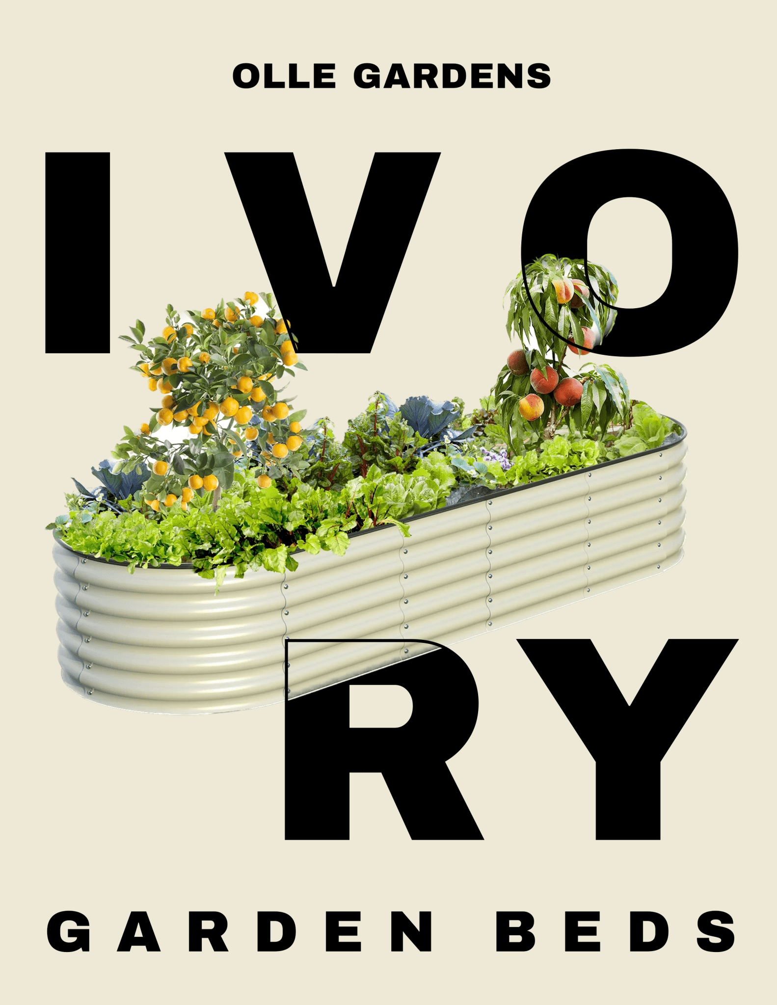 Ivory - Ollegardens