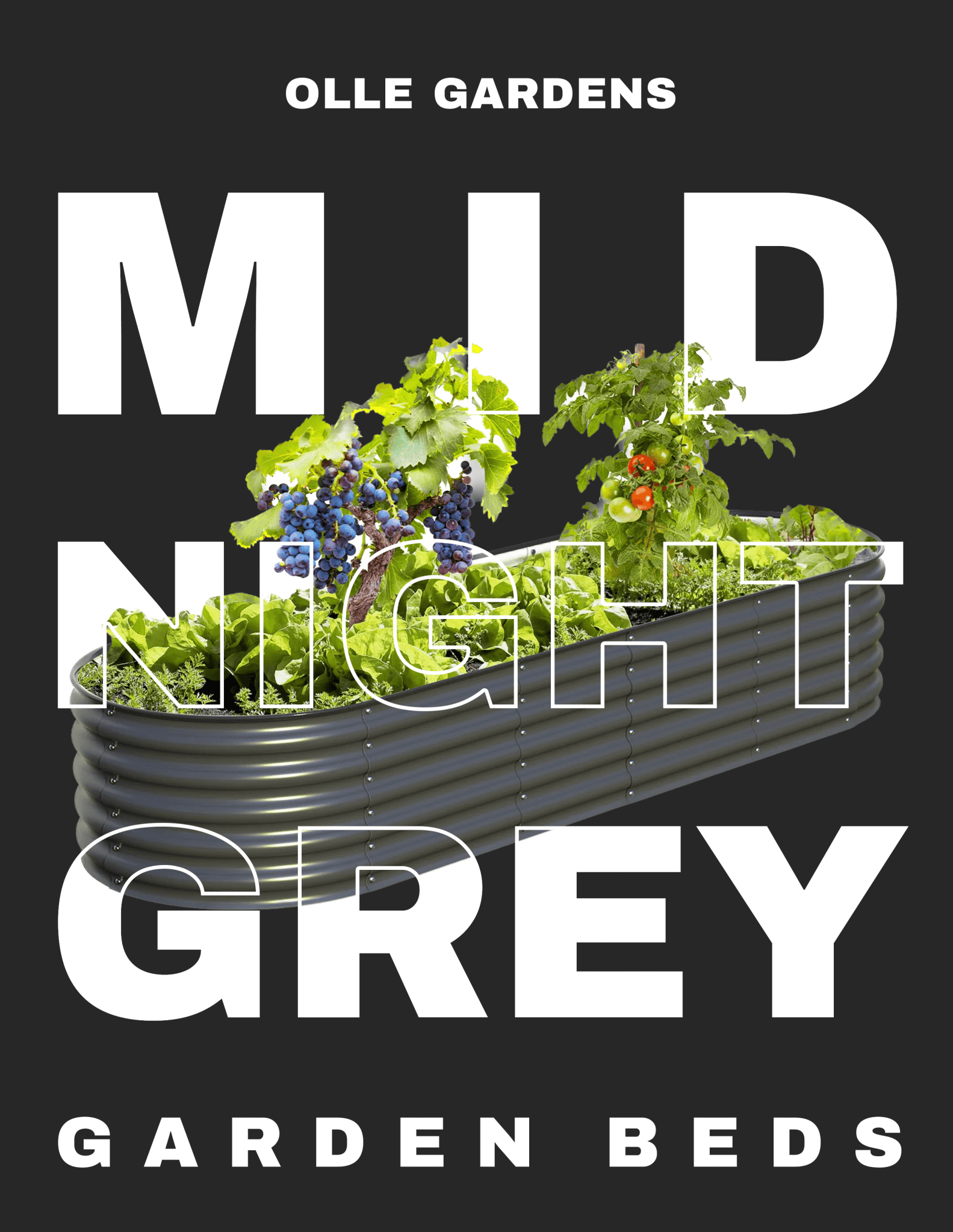 Midnight Grey - Ollegardens