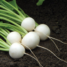 Load image into Gallery viewer, Olle Garden Seedlings - Roots &amp; Shoots Bundle (Spring)
