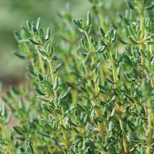 Load image into Gallery viewer, Olle Garden Seedlings - Herb Mix (Spring)
