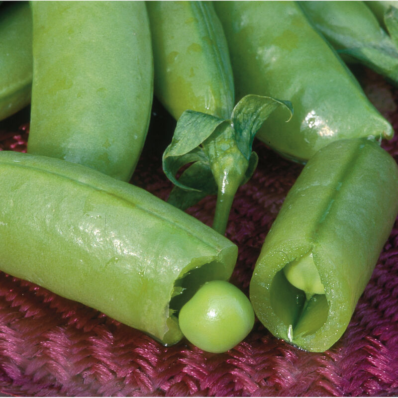 Olle Garden Seedlings - Roots & Shoots Bundle (Spring)