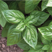 Load image into Gallery viewer, Olle Garden Seedlings - Herb Mix (Spring)
