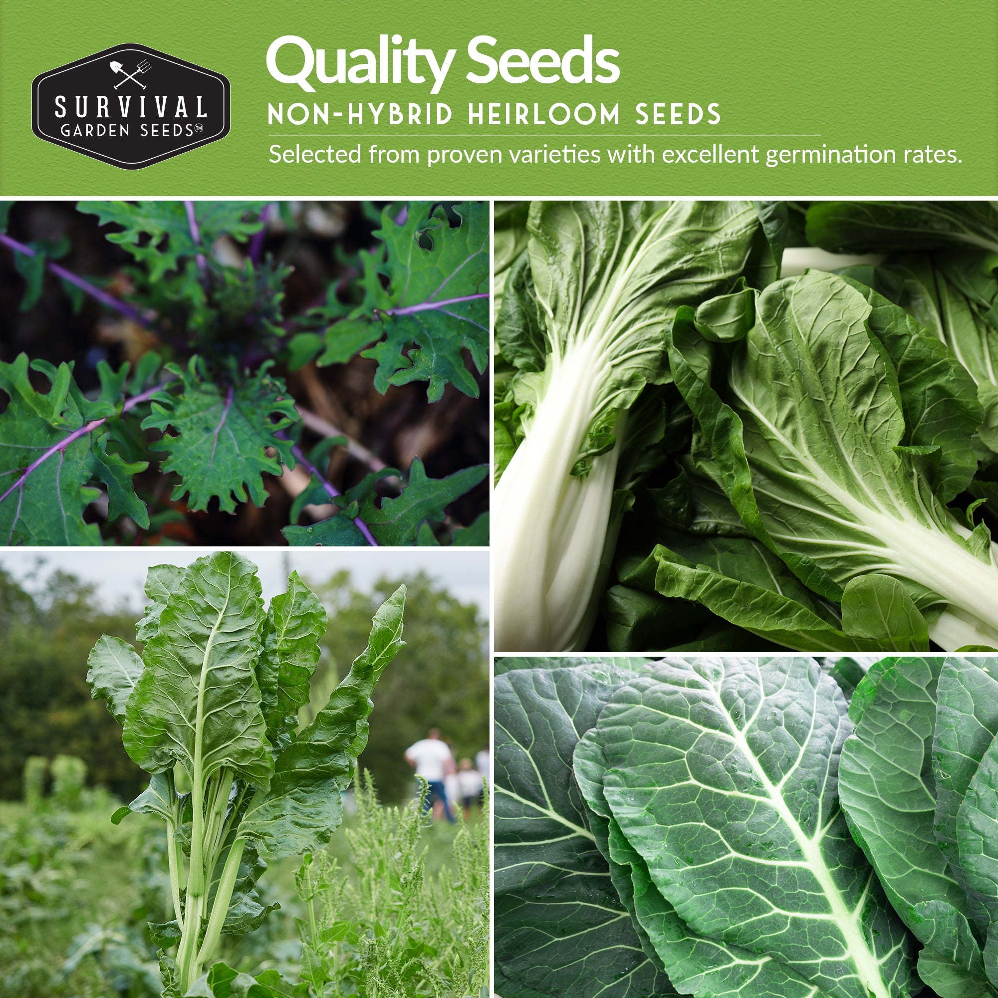 Power Greens Seed Collection – 10 Heirloom Non-GMO Leafy Green & Herb Varieties for Year-Round Nutrition
