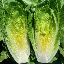 Load image into Gallery viewer, Olle Garden Seedlings  - Lettuce Mix (Spring)

