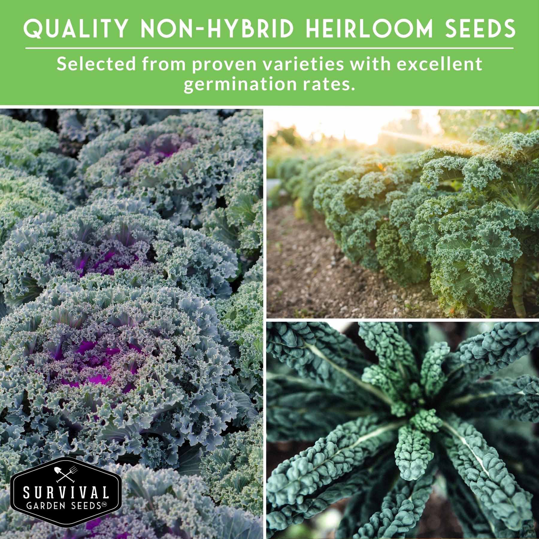 5 Heirloom Kale Varieties Seed Collection – Red Russian, Scarlet, Lacinato, Siberian & Ornamental Kale Seeds for Planting Year-Round Greens and Garden Color