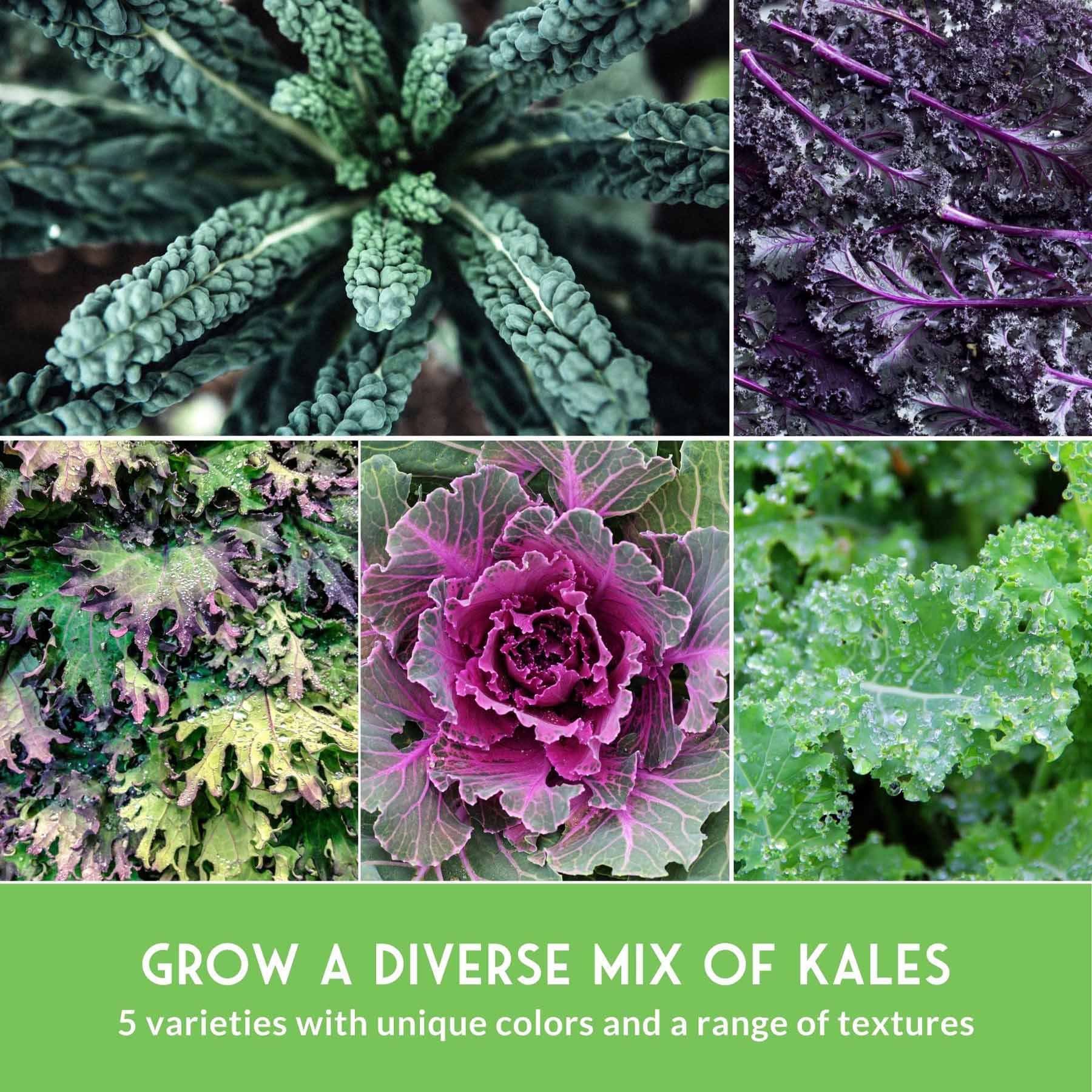 5 Heirloom Kale Varieties Seed Collection – Red Russian, Scarlet, Lacinato, Siberian & Ornamental Kale Seeds for Planting Year-Round Greens and Garden Color