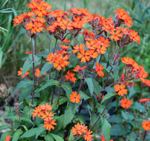Load image into Gallery viewer, Olle Garden Seedlings  - Flower Bundle (Spring)
