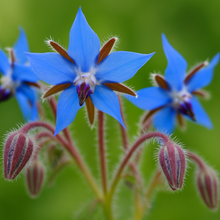 Load image into Gallery viewer, Olle Gardens Flower Bundle
