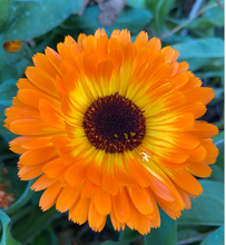 Load image into Gallery viewer, Olle Garden Seedlings  - Flower Bundle (Spring)
