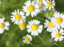 Load image into Gallery viewer, Olle Garden Seedlings  - Flower Bundle (Spring)
