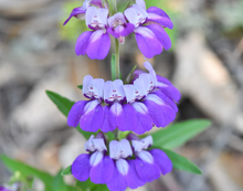 Load image into Gallery viewer, Olle Garden Seedlings  - Flower Bundle (Spring)
