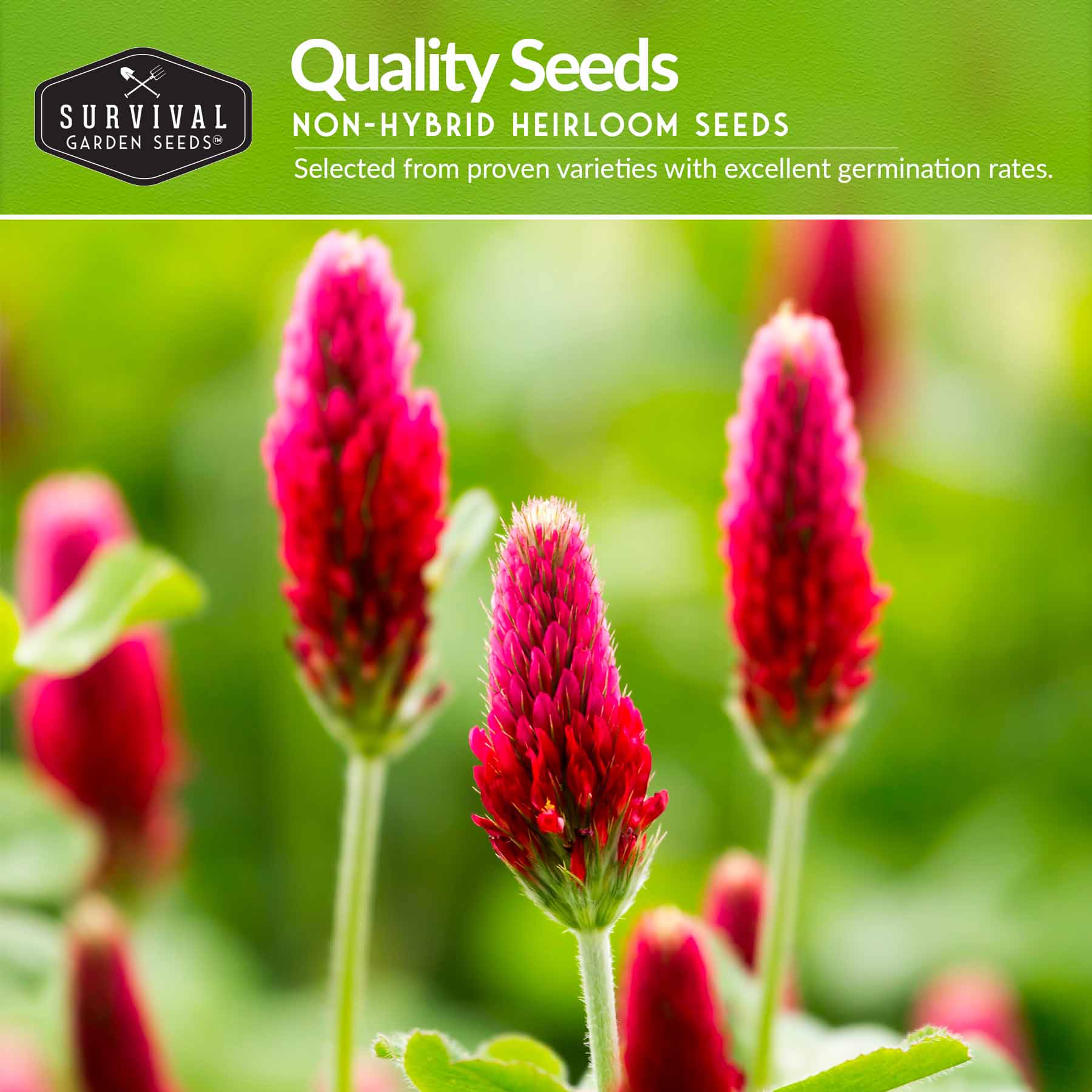 Clover Seed Collection – Dutch White Clover & Crimson Clover for Soil Building, Ground Cover & Pollinator Gardens