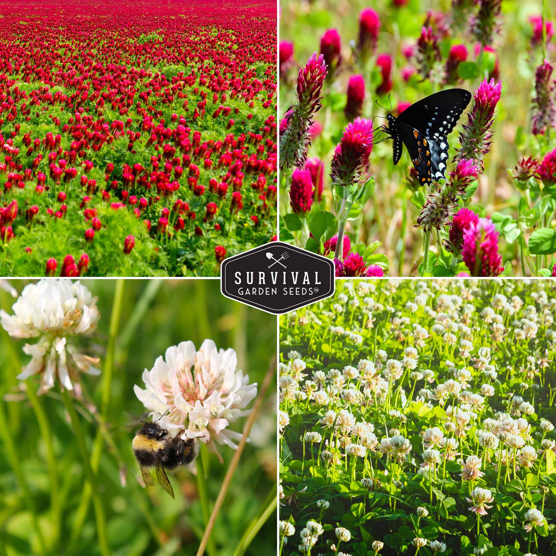 Clover Seed Collection – Dutch White Clover & Crimson Clover for Soil Building, Ground Cover & Pollinator Gardens