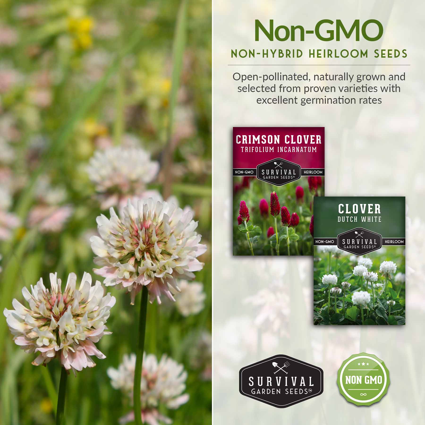 Clover Seed Collection – Dutch White Clover & Crimson Clover for Soil Building, Ground Cover & Pollinator Gardens