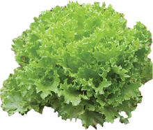 Load image into Gallery viewer, Olle Garden Seedlings  - Lettuce Mix (Spring)
