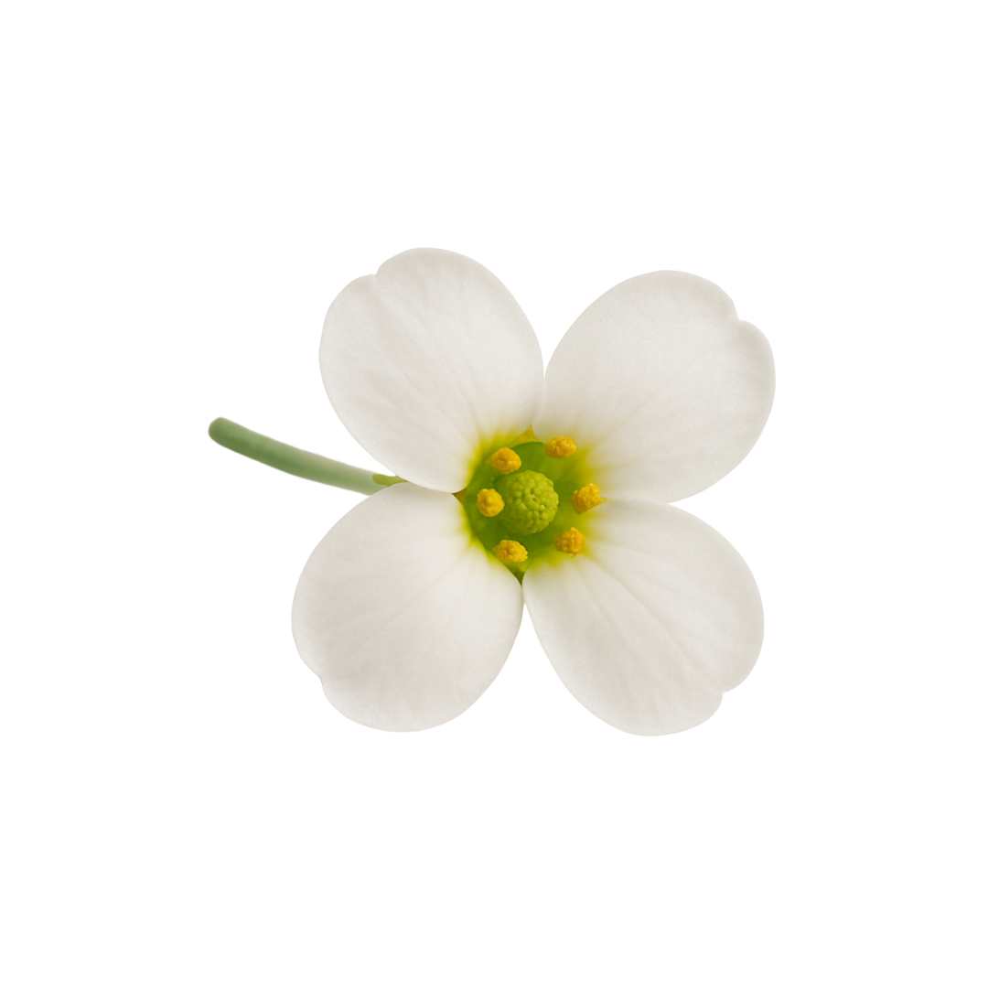 Olle Gardens Flower Bundle