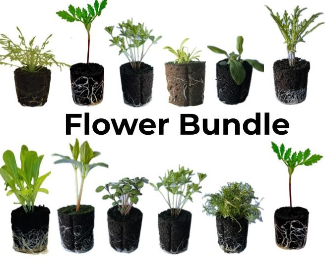 Olle Garden Seedlings  - Flower Bundle (Spring)